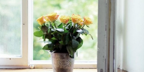 Kako uzgajati ružu kod kuće